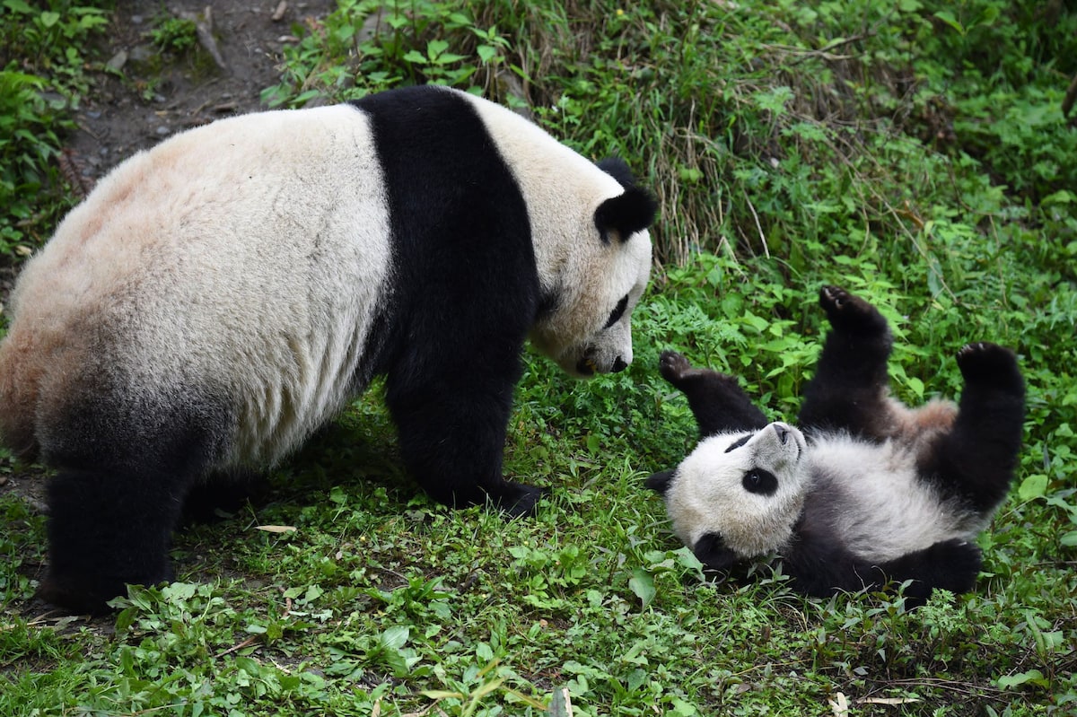 Pandas in China (Photo by Ami Vitale) 