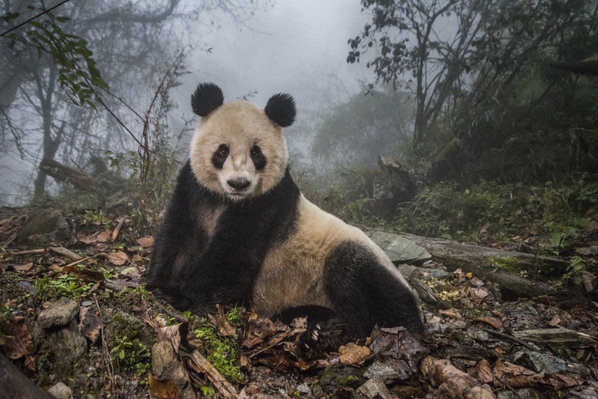 Pandas in China (Photo by Ami Vitale) 