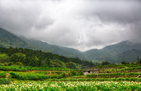 Fields of calla lilies in Taipei's Yangmingshan National Park