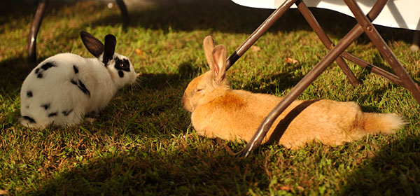 eaw-bunnies.jpg